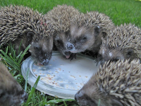 6 Igel schlabbern Ersatzmilch