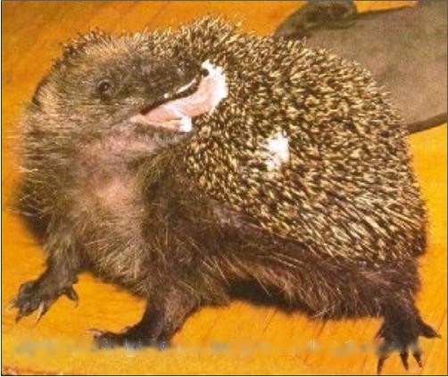 Igel beim Einspeicheln