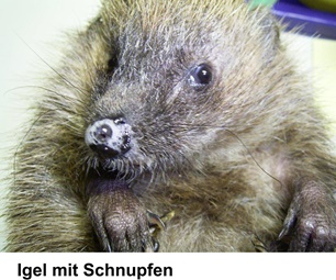 Verletzter Igel 11