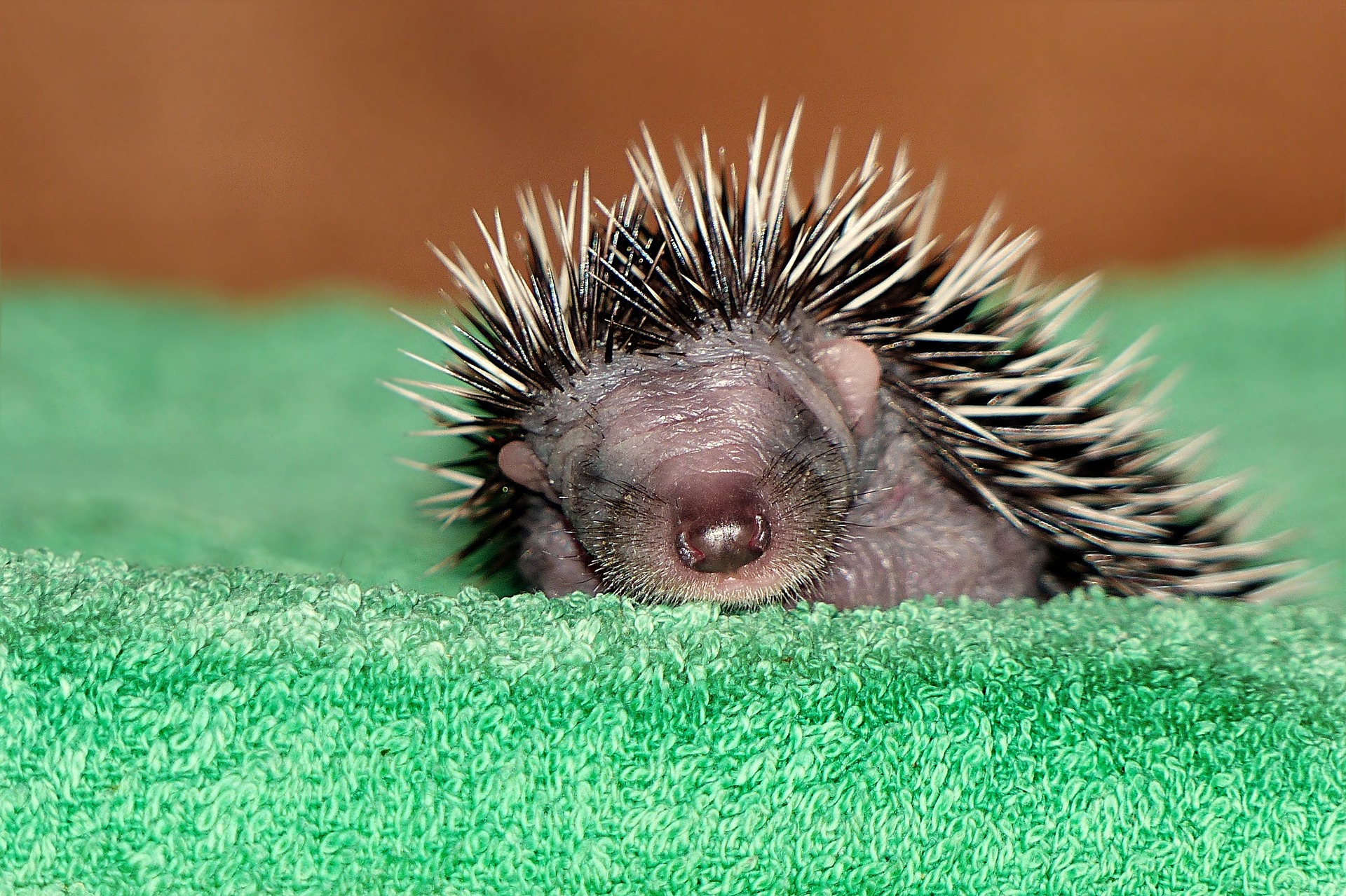 Igel