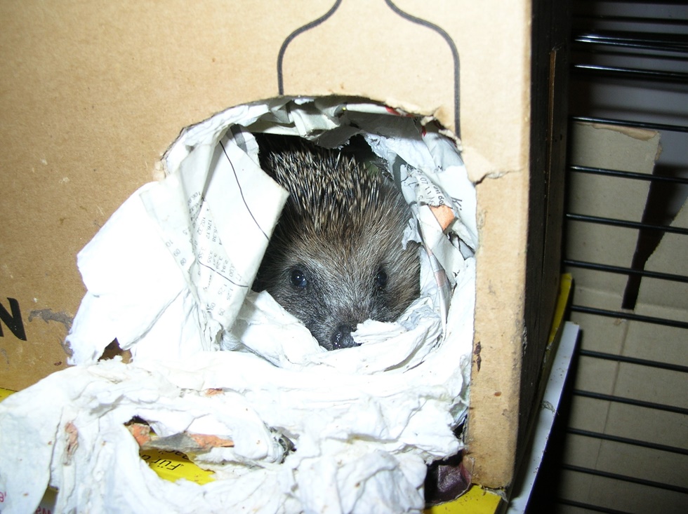 Igel im Schlafhaus