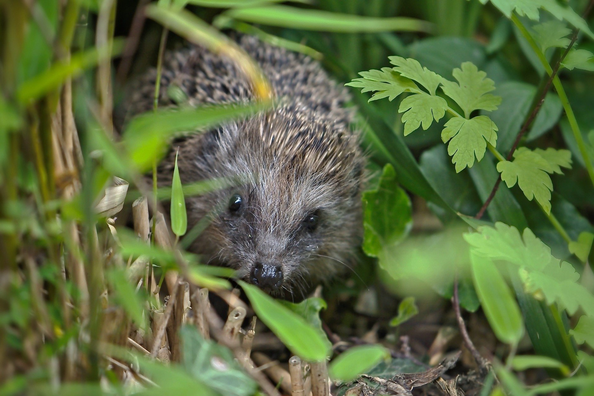 Igel