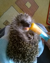 Igel füttern