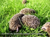 Igel