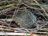 Igel