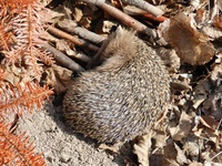 Igel