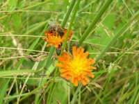 Insekten und Blüten