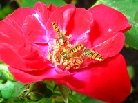 Insekten und Blüten