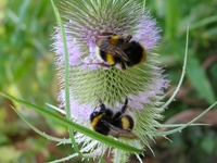 Insekten und Blüten