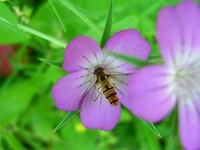 Insekten und Blüten