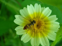 Insekten und Blüten