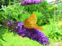 Insekten und Blüten