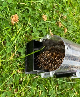 Igel in Rattenfalle