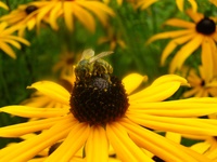 Insekten und Blüten