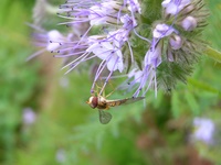 Insekten und Blüten