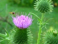 Insekten und Blüten