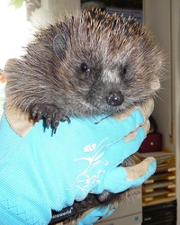 Igel in der Hand halten 1